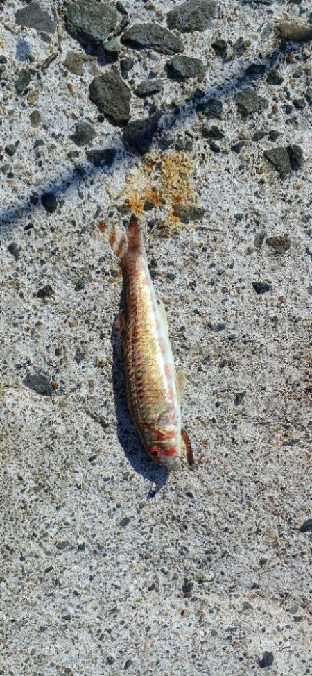 キス探し@深日港