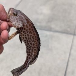 陸っぱり釣行記