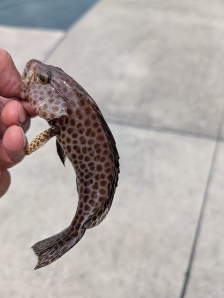 陸っぱり釣行記