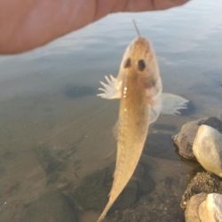 ハゼシーズンイン