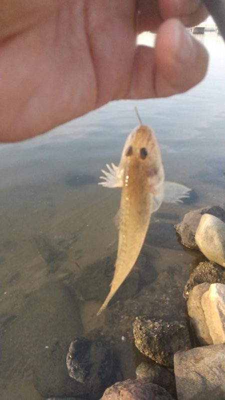 ハゼシーズンイン