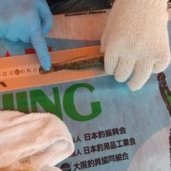 淀川ハゼ釣り大会