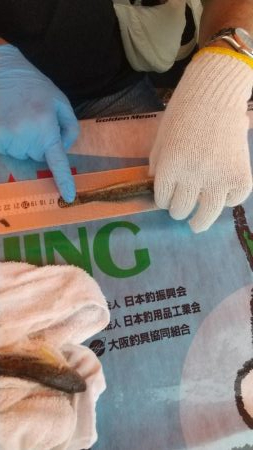 淀川ハゼ釣り大会