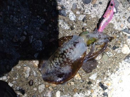 障泥2杯！カマス多数！