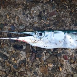 エギング〜ジグ