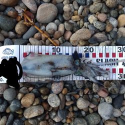 障泥5杯、甲1杯