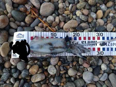 障泥5杯、甲1杯