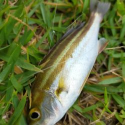 イサキの仔が岸際に群れて