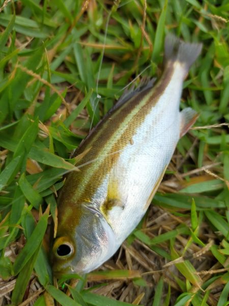 イサキの仔が岸際に群れて