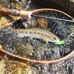台風荒れに期待したが、、