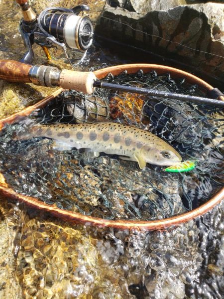 台風荒れに期待したが、、