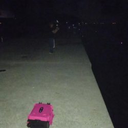 真夜中の時合いでタチウオ高活性