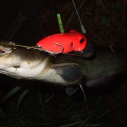 雨前後のタイミングでナマズ