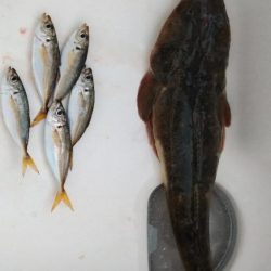 ニュータックルで良型マゴチゲット!