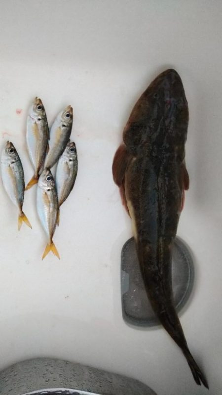 ニュータックルで良型マゴチゲット!