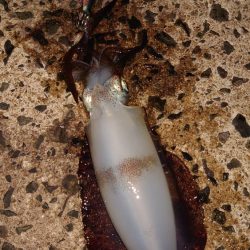 中秋の名月にて