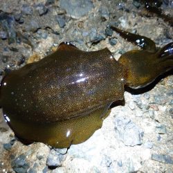 ちょっと渋い…