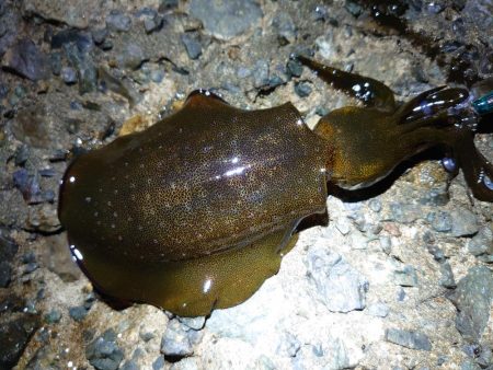 ちょっと渋い…