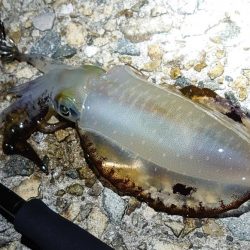 いいサイズが混じってきた!