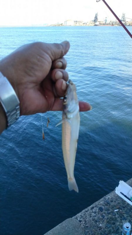 播磨新島釣行33