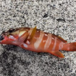 根魚探し@南紀~中紀