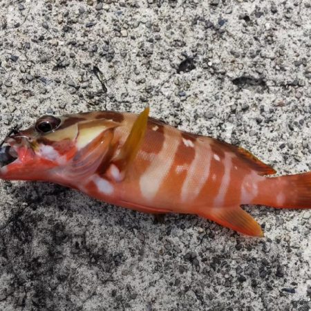 根魚探し@南紀~中紀