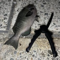 台風明けでグレが戻ってきた！夜に入れ食い