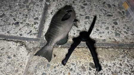 台風明けでグレが戻ってきた！夜に入れ食い