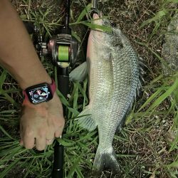 アーバンチニング⑦ シルバーウルフデビュー