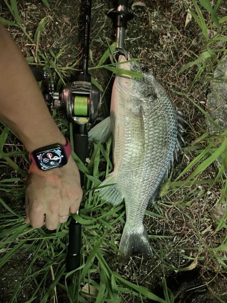 アーバンチニング⑦ シルバーウルフデビュー