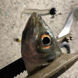 久しぶりのアジング楽しいヤン！