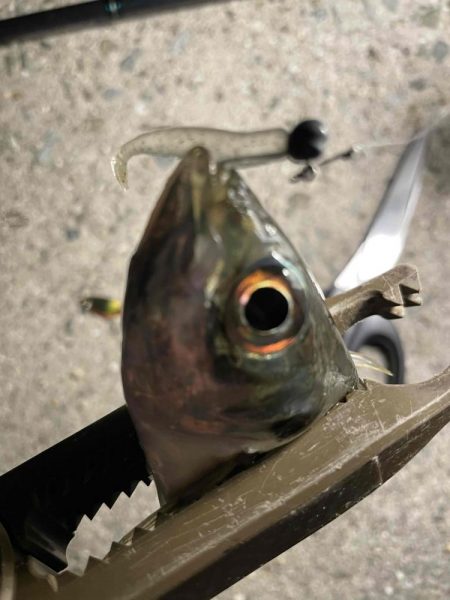 久しぶりのアジング楽しいヤン！