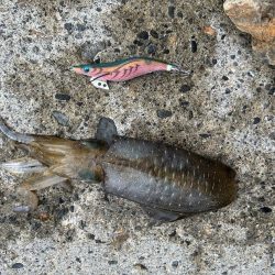 秋エギング開幕？