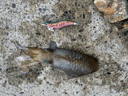 秋エギング開幕？