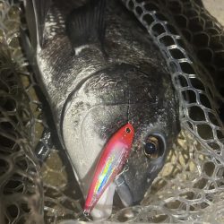 プラグチニング月間100尾の壁