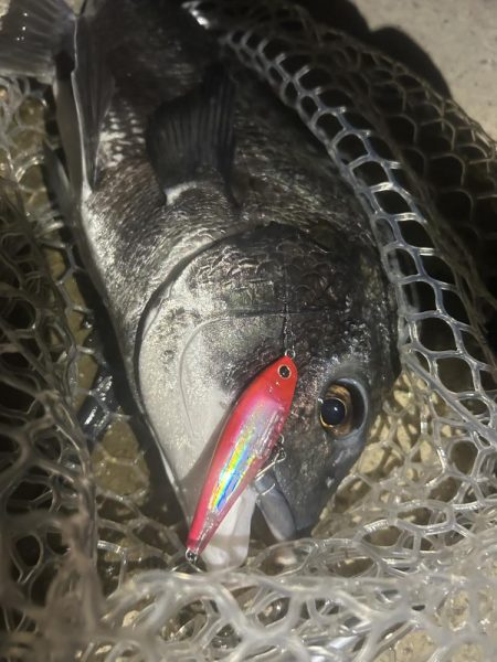 プラグチニング月間100尾の壁