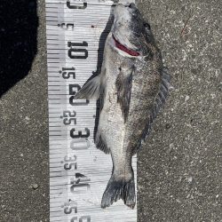 イチノ兄弟、釣果！