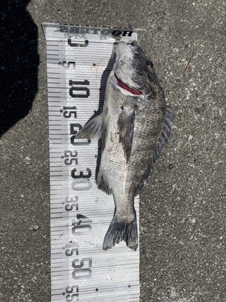 イチノ兄弟、釣果！