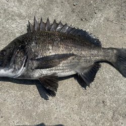 イチノ兄弟、釣果!