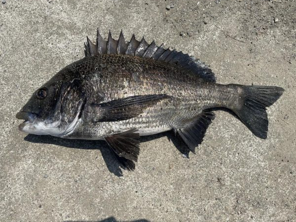 イチノ兄弟、釣果!