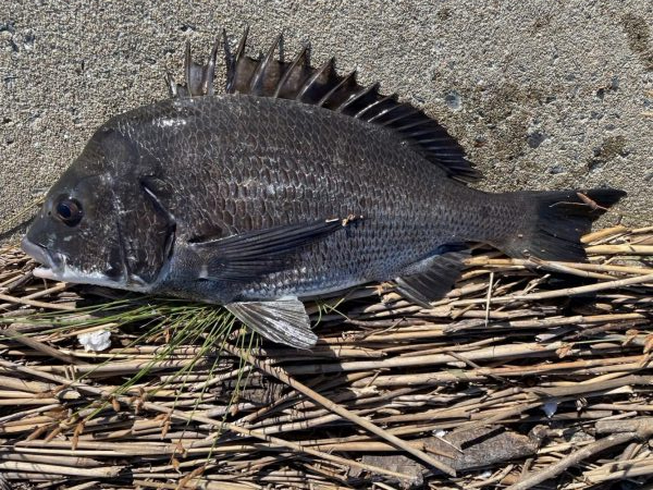 イチノ兄弟、釣果!