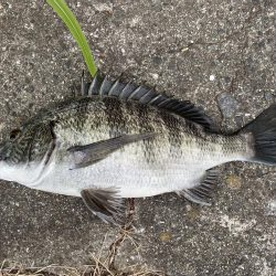 イチノ兄弟、釣果!