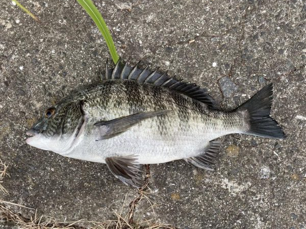 イチノ兄弟、釣果!