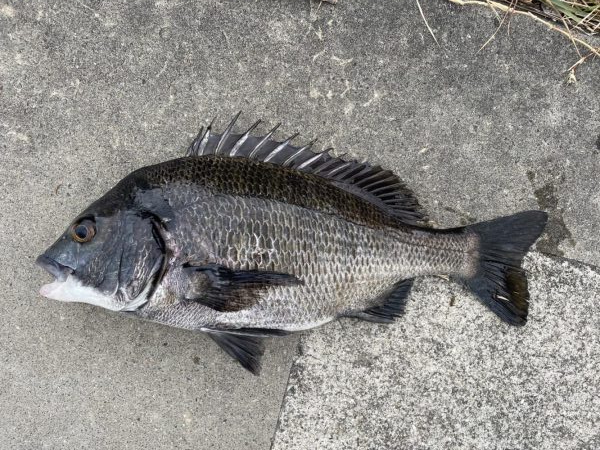 イチノ兄弟、釣果!