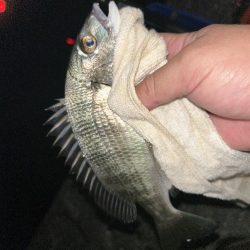 台風後もチヌとメッキ開幕！