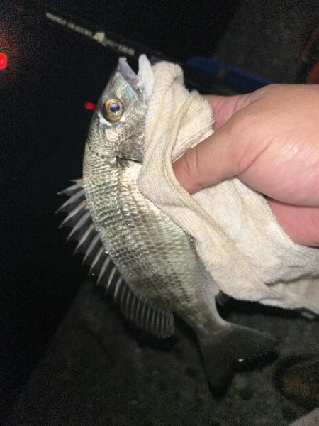 台風後もチヌとメッキ開幕！