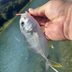 メッキのちマゴチ!