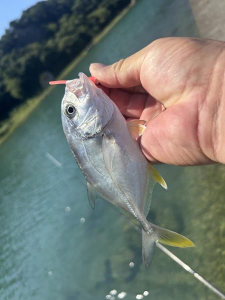 メッキのちマゴチ!