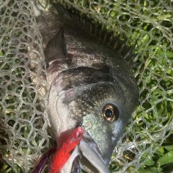 釣り仲間の初シーバス!