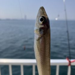 ちょい投げでキス